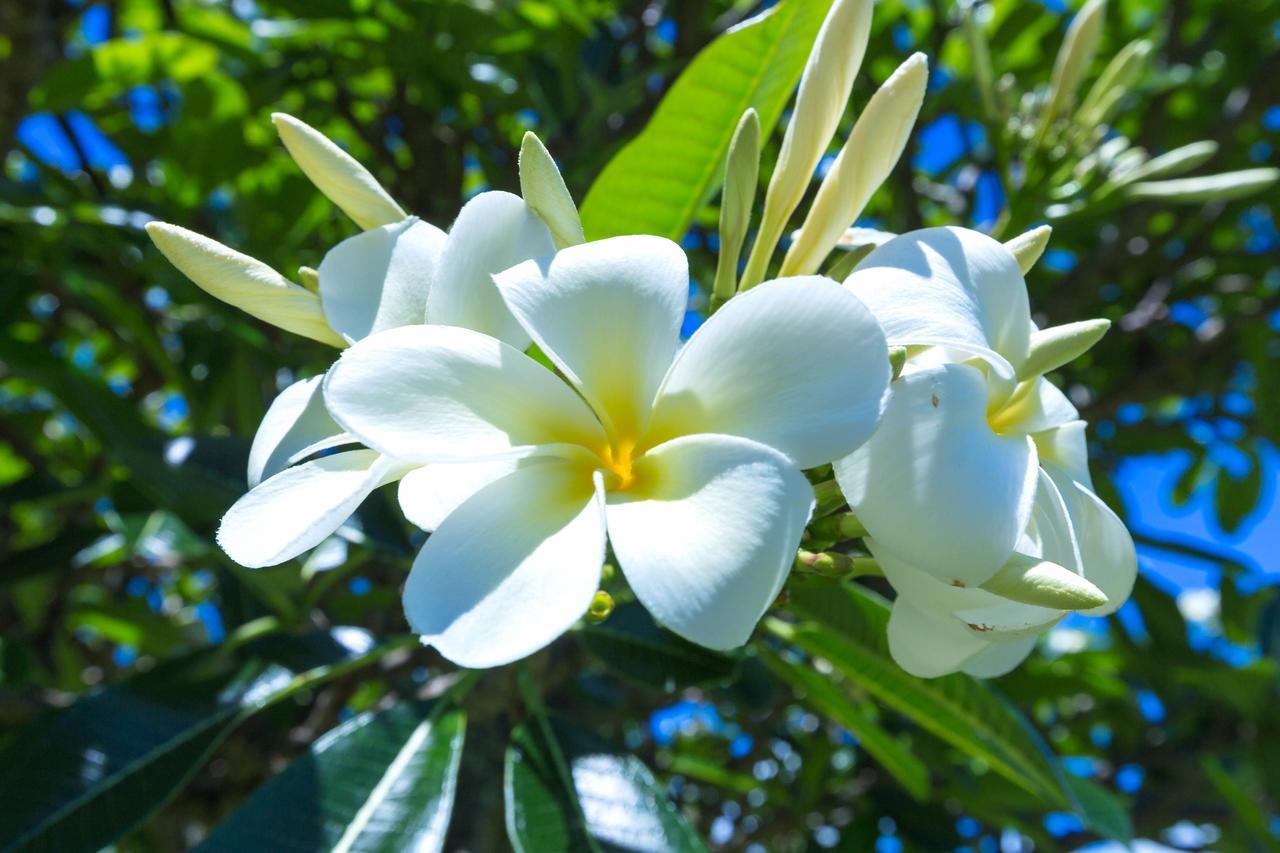 Lola Hale Villa Princeville Buitenkant foto